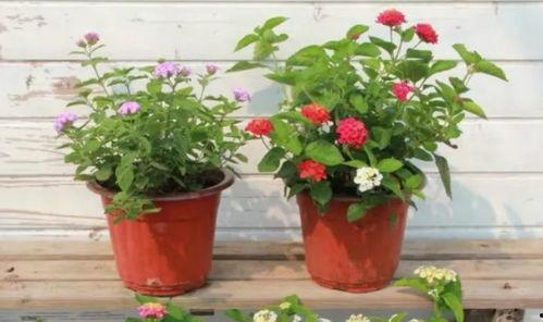 福州赵阿姨最新爆料视频,最新爆料视频背后的惊人真相 第3张 福州赵阿姨最新爆料视频,最新爆料视频背后的惊人真相 第3张